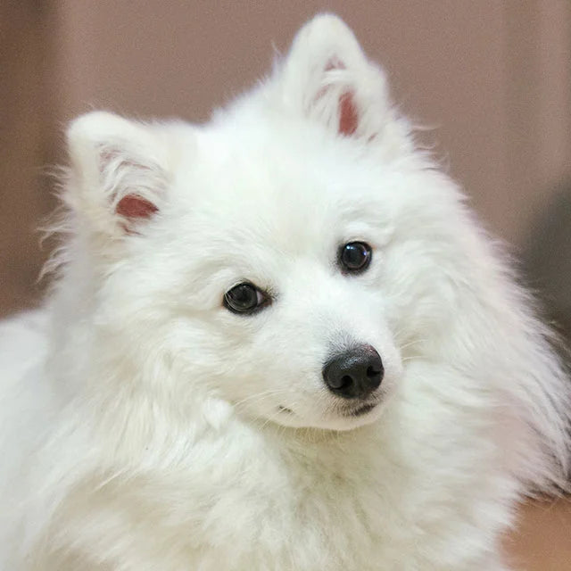 files/spitz-japones-p.webp